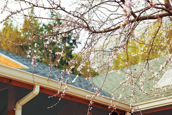 早春时节春意闹 迎春山桃次第开
