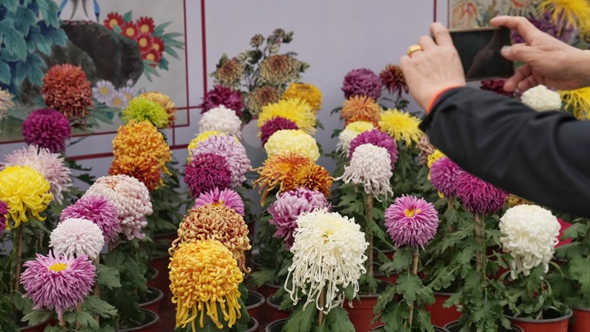 北京：秋日赏菊