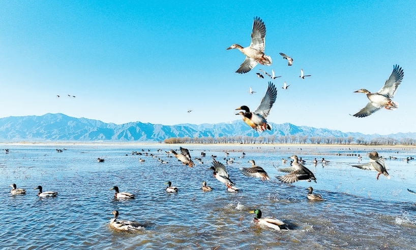 大批绿头鸭光临延庆野鸭湖湿地