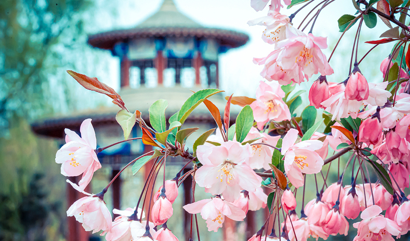 多彩桃花，绚丽绽放——北京平谷国际桃花节浪漫开启