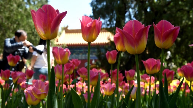 北京：中山公园郁金香花开正艳
